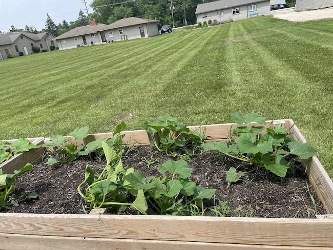 Some vegetation is growing under bright sunlight