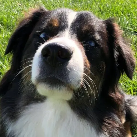 Clover the Therapy Dog
